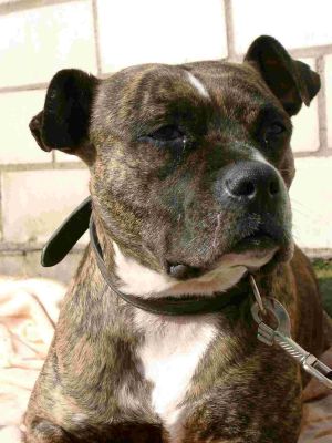 eu • Forum von und für Liebhaber und Züchter des American Bulldog ...