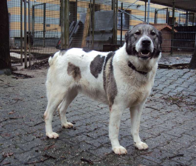 Unser März Projekt Das Tierheim KölnDellbrück Tierschutzprojekt des