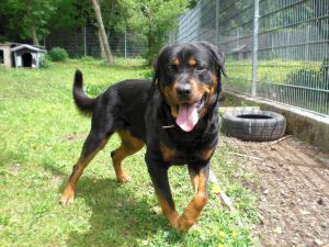 Hundetrainer, Hundeschule
